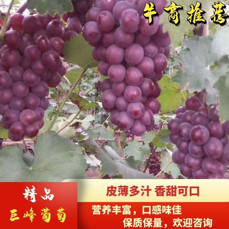 【推荐】巨峰葡萄软枝葡萄口感好耐储存耐运输不掉粒