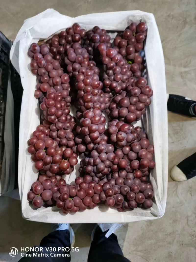 【推荐】巨峰葡萄软枝葡萄口感好耐储存耐运输不掉粒
