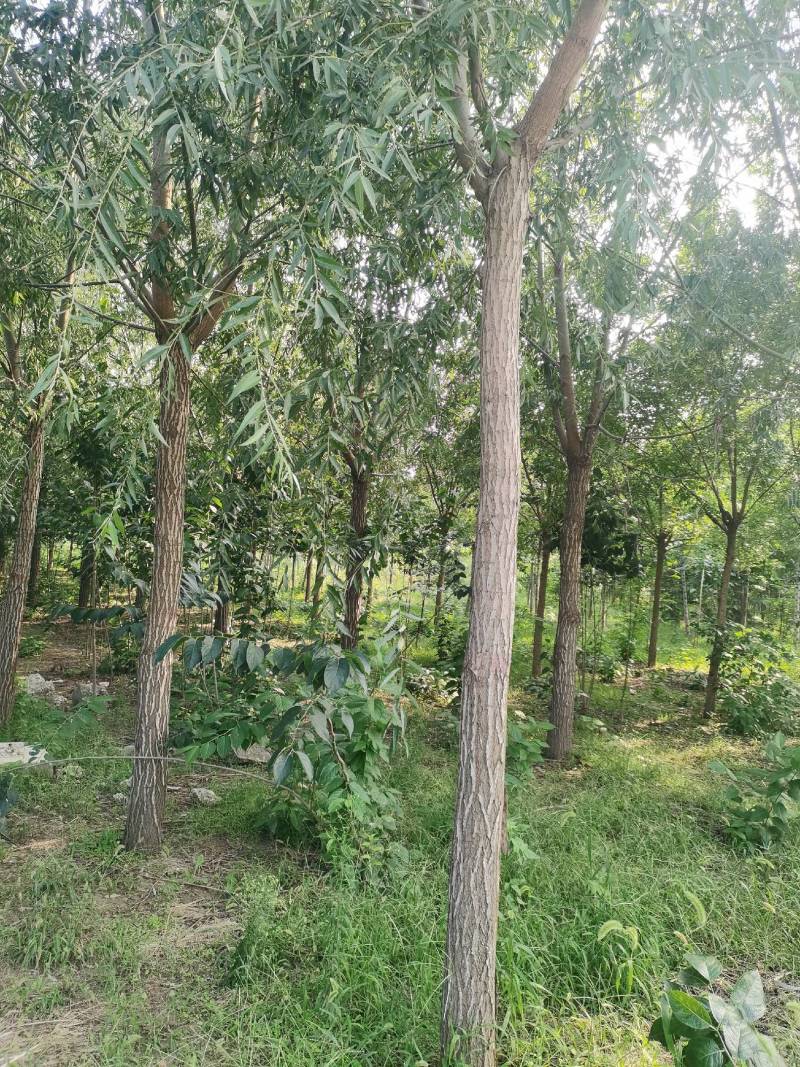 河南长葛供应栾树8～12公分80～120元