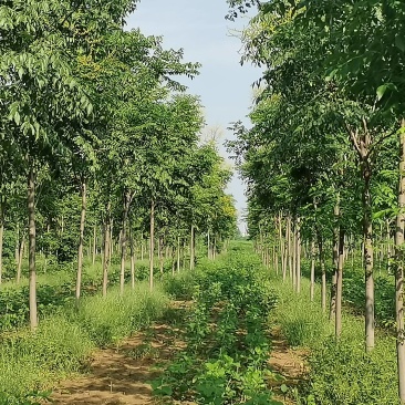 河南长葛供应栾树8～12公分80～120元
