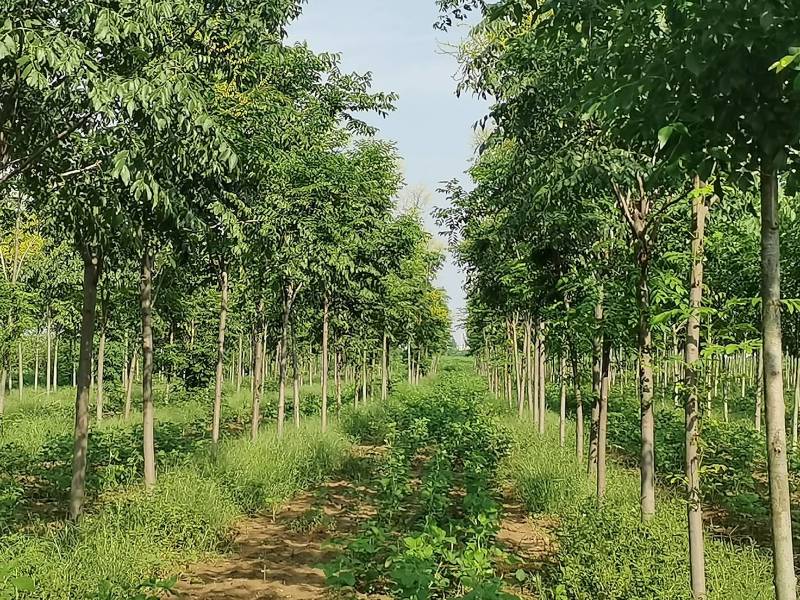 河南长葛供应栾树8～12公分80～120元
