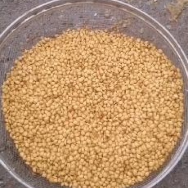 铁篱笆果，基地直发，包成活率。根系发达，植株健壮。