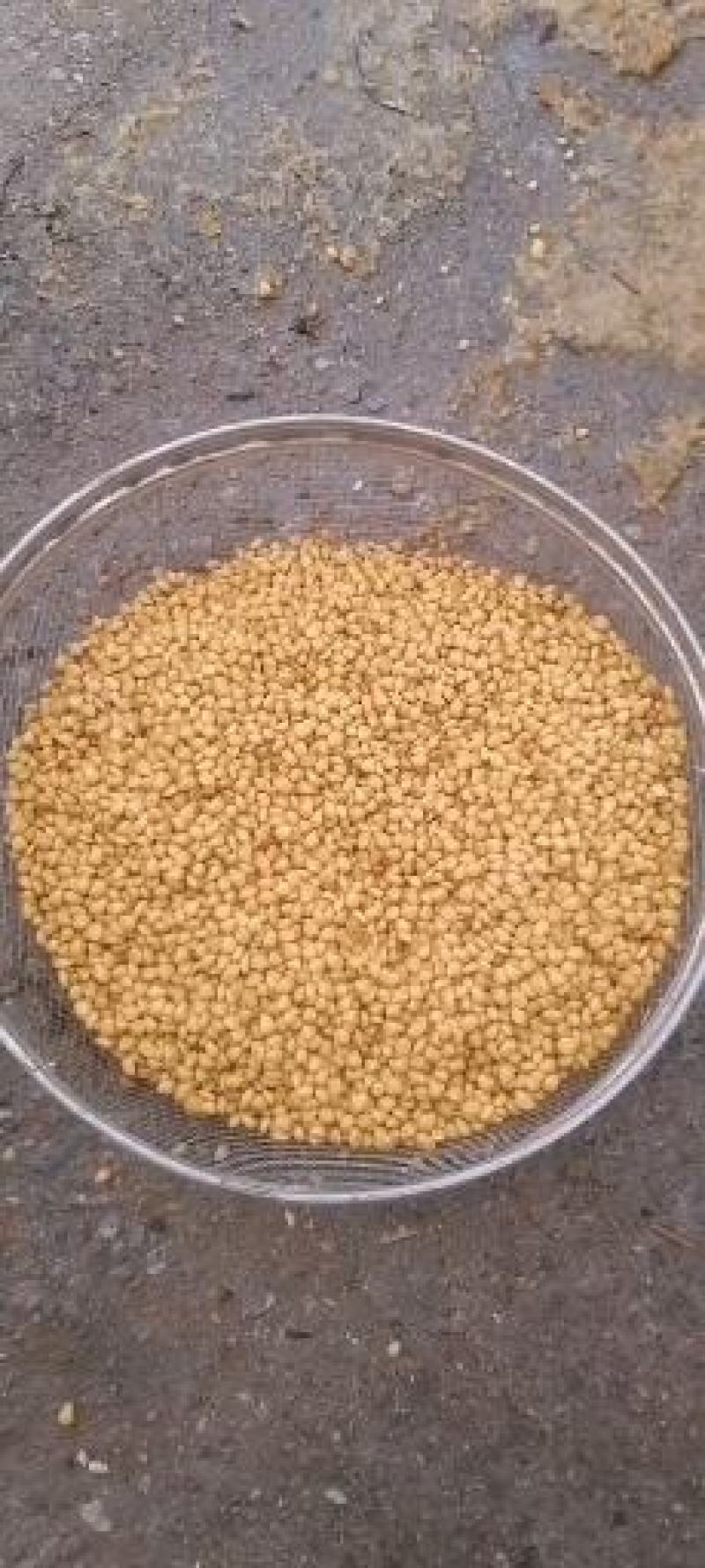 铁篱笆果，基地直发，包成活率。根系发达，植株健壮。