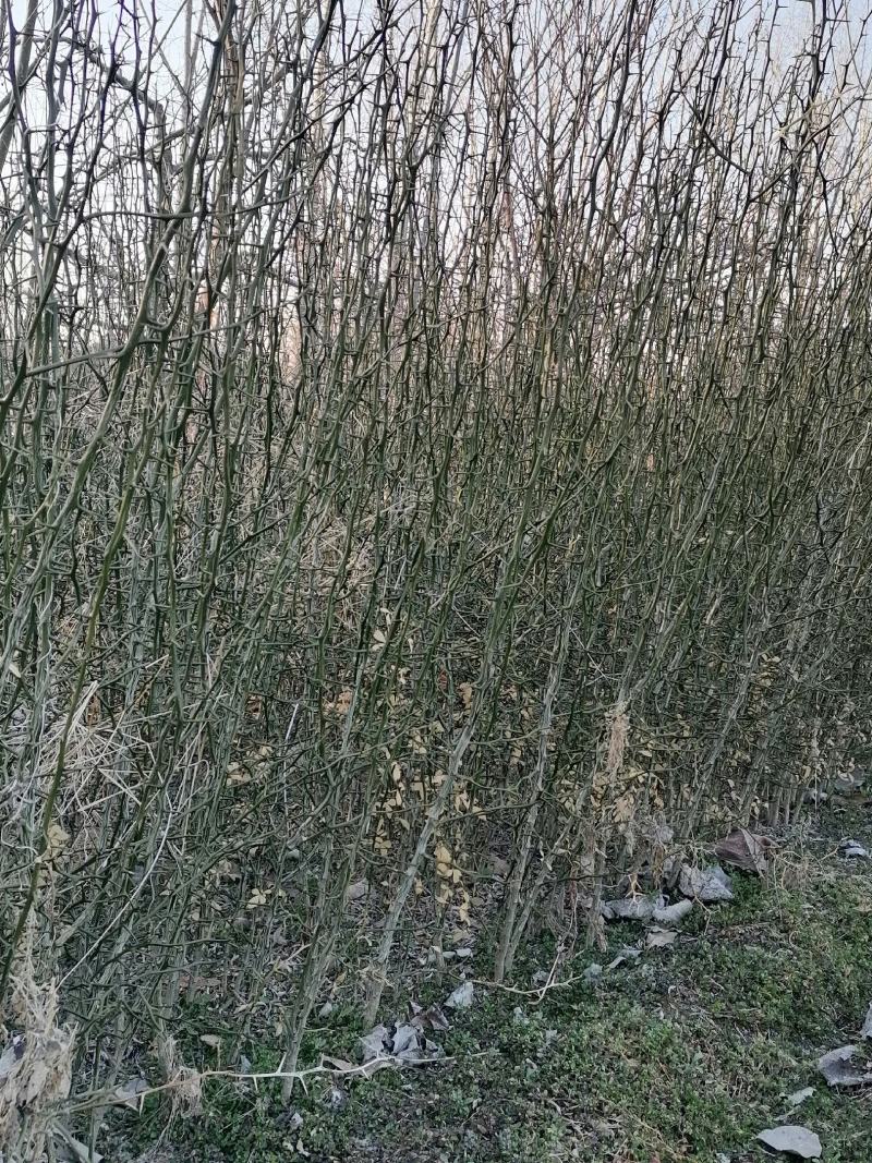 铁篱笆果，基地直发，包成活率。根系发达，植株健壮。