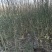 铁篱笆果，基地直发，包成活率。根系发达，植株健壮。