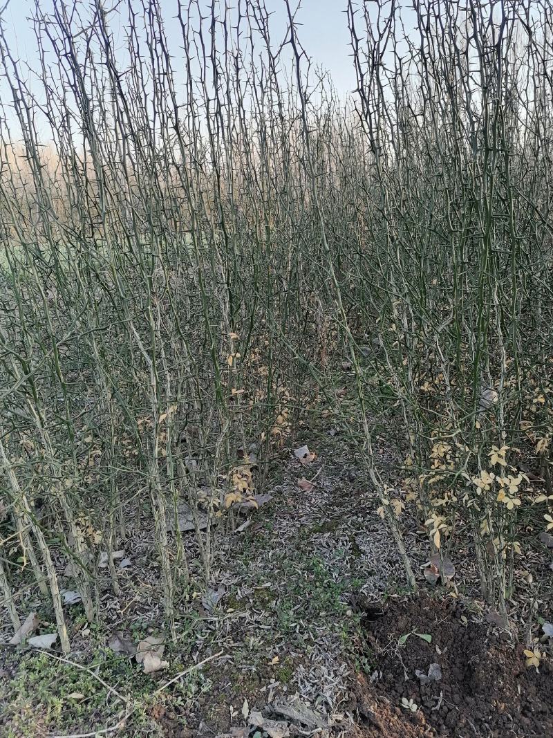铁篱笆果，基地直发，包成活率。根系发达，植株健壮。
