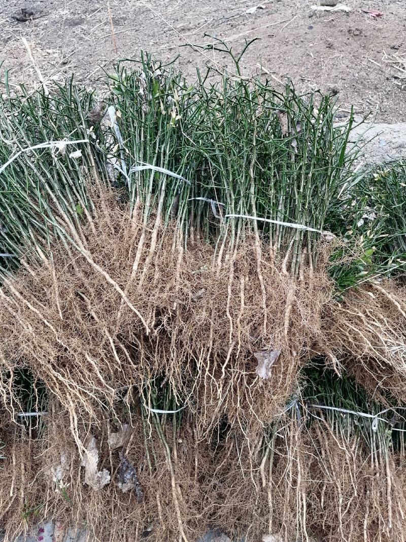 铁篱笆果，基地直发，包成活率。根系发达，植株健壮。