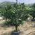 大量批发柚子树，头径10-12-15-18-20分