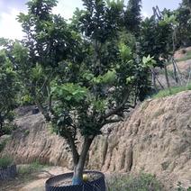 大量批发柚子树，头径10-12-15-18-20分