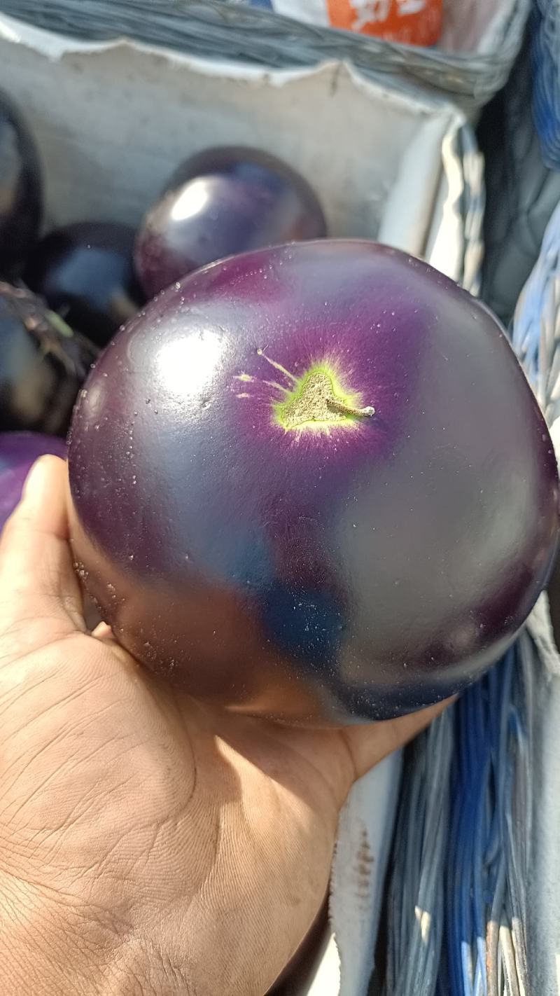 圆茄