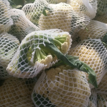 花菜常年供应精品青梗散花有机松菜花，常年代办把证质量