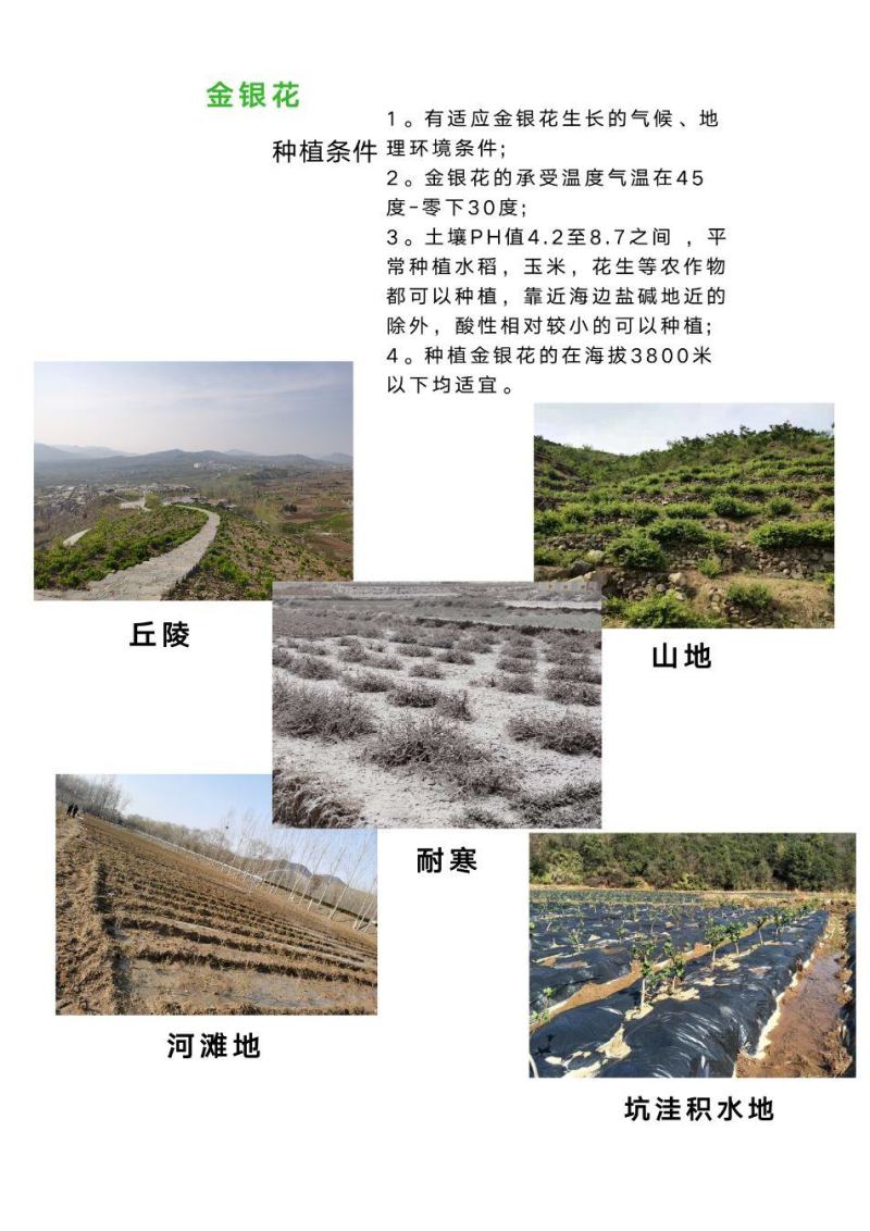 金花三号金银花苗顺丰包邮高成活包品种包回收技术指导