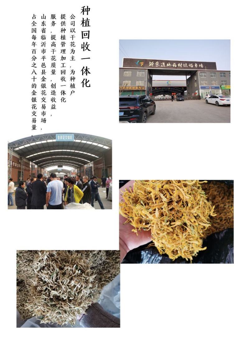 金花三号金银花苗顺丰包邮高成活包品种包回收技术指导