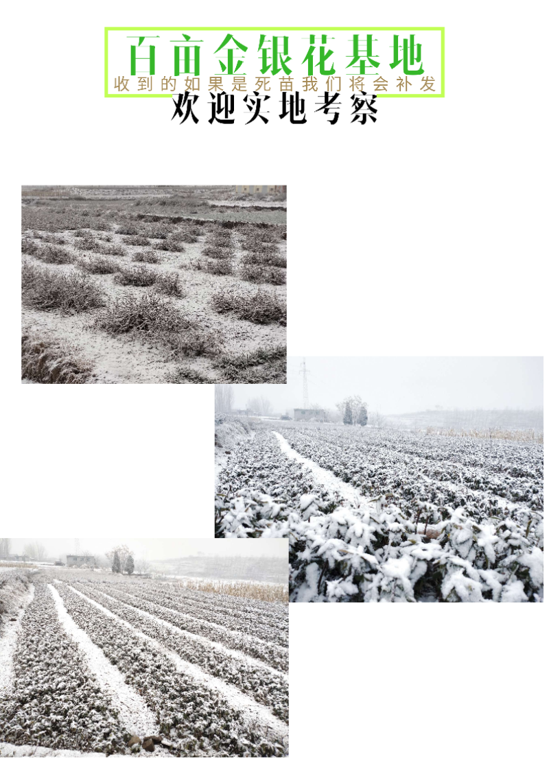 金花三号金银花苗顺丰包邮高成活包品种包回收技术指导