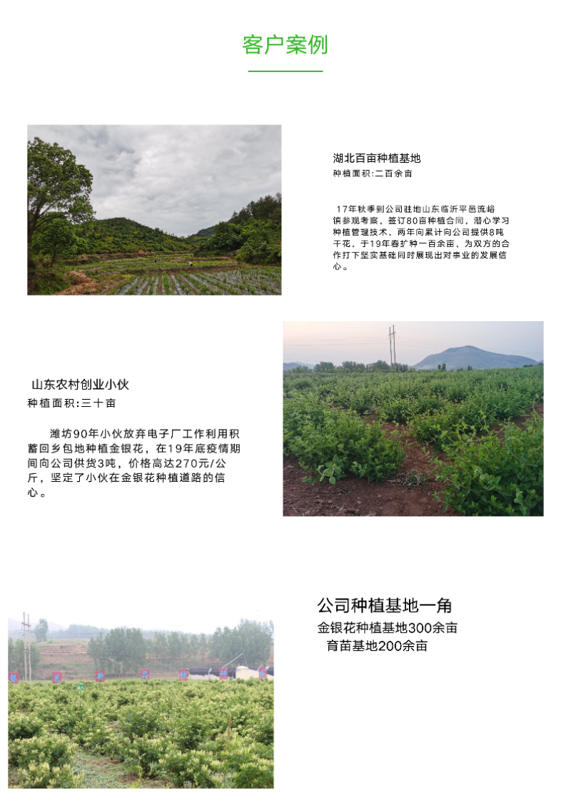 金花三号金银花苗顺丰包邮高成活包品种包回收技术指导