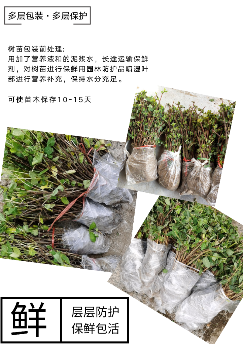 金花三号金银花苗顺丰包邮高成活包品种包回收技术指导