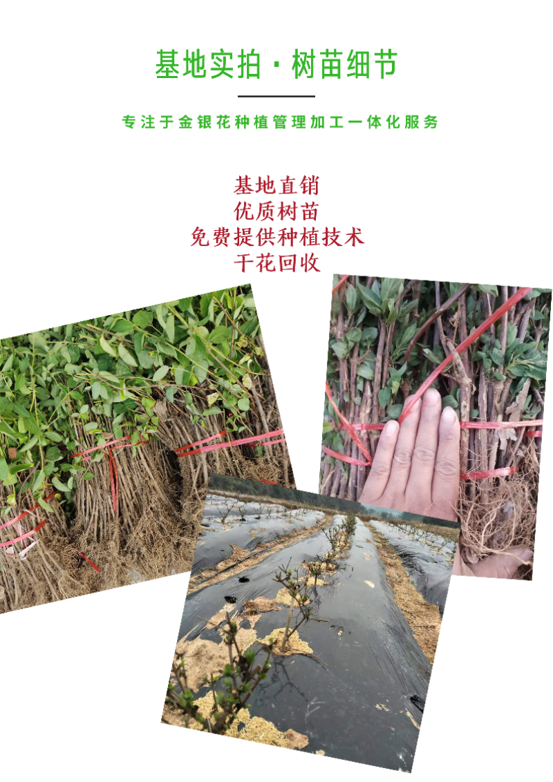 金花三号金银花苗顺丰包邮高成活包品种包回收技术指导