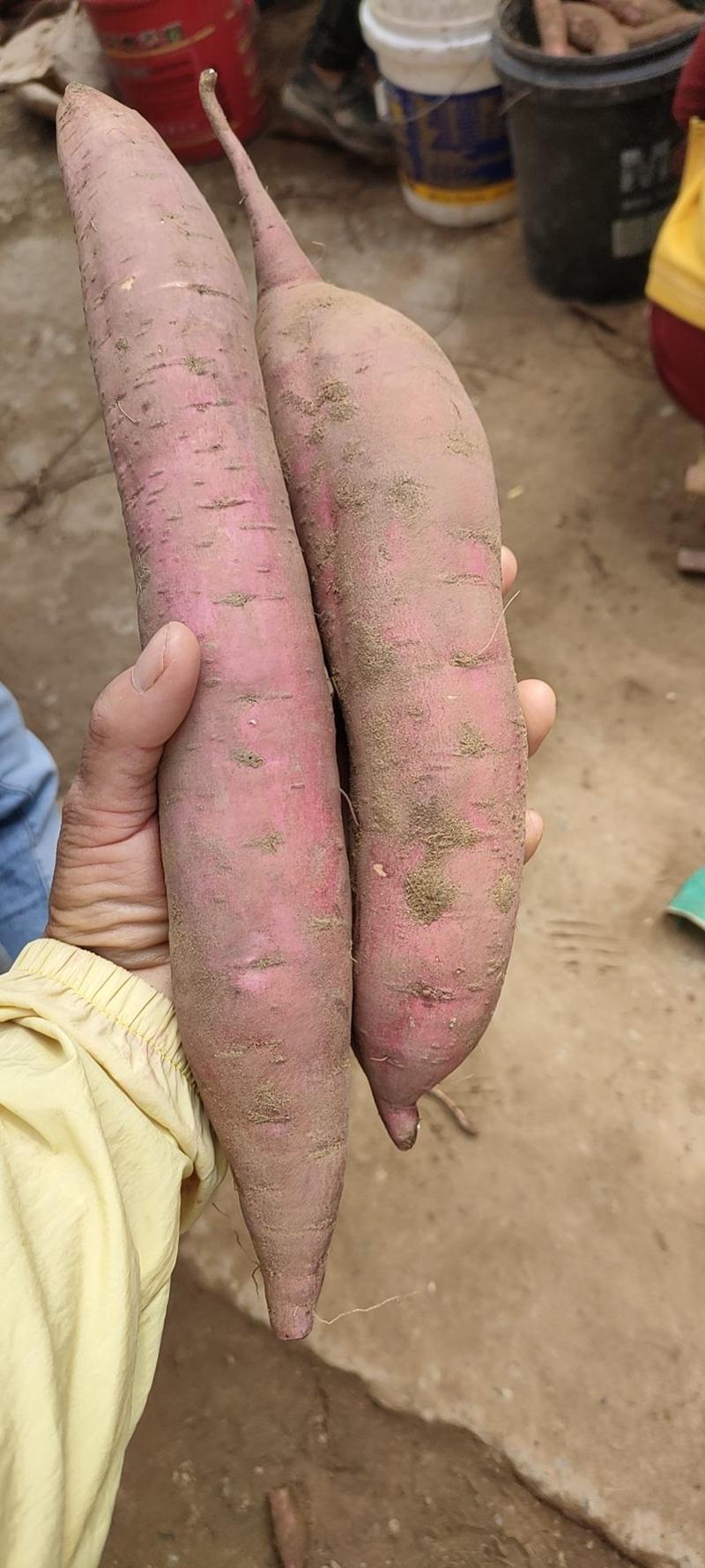 陕西省大荔县渭南板栗红薯自产自销品质有保证