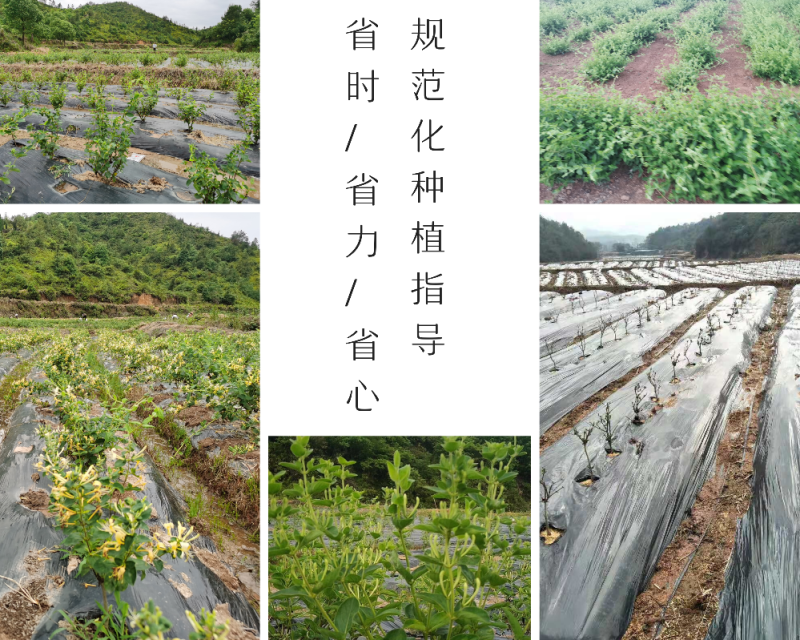 鲁平一号金银花杯苗种植回收技术指导顺丰包邮