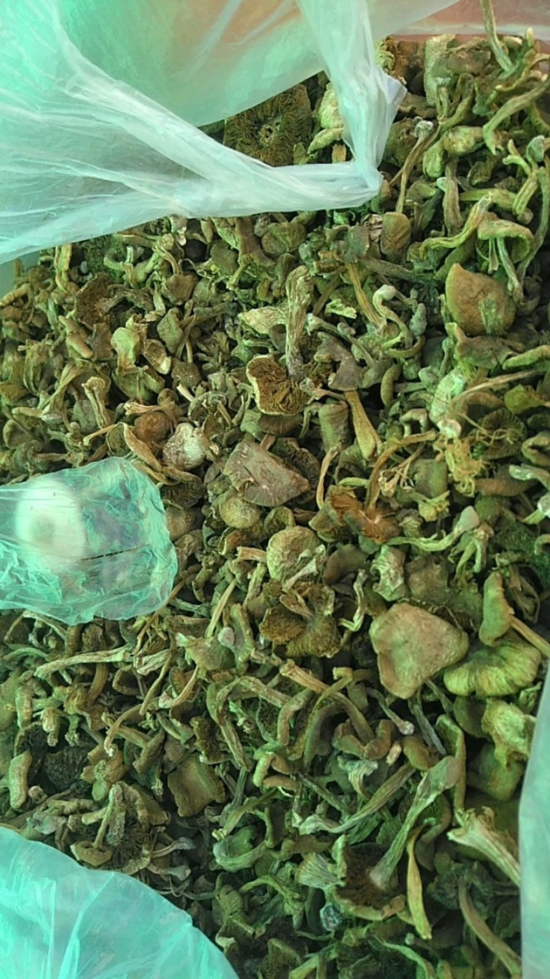 内蒙古野生草蘑货真价实