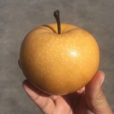 秋月梨