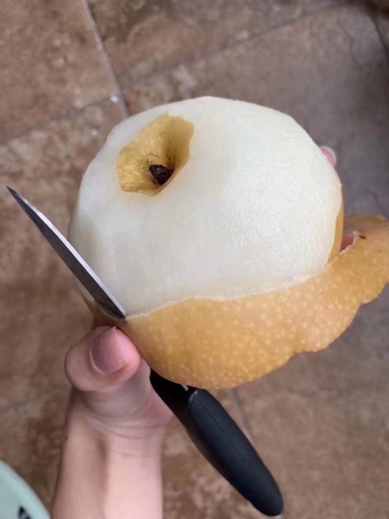 丰水梨