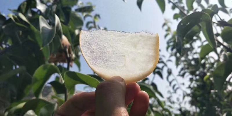 丰水梨