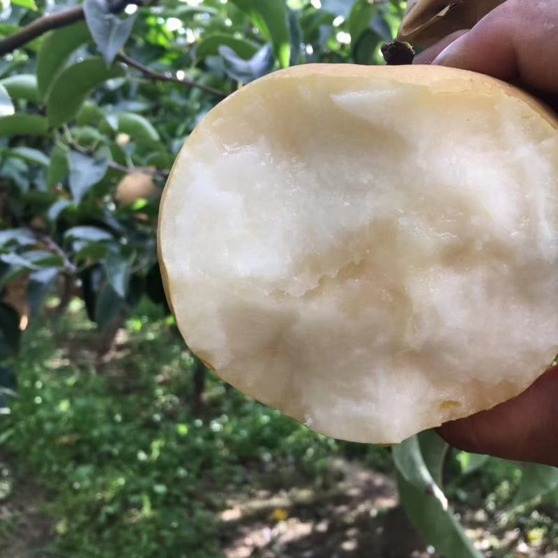 丰水梨