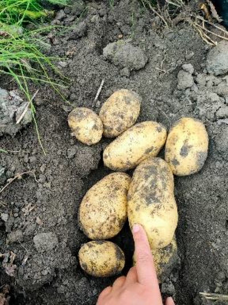 兴佳二号，皮毛好，个头大型好，地头出货了