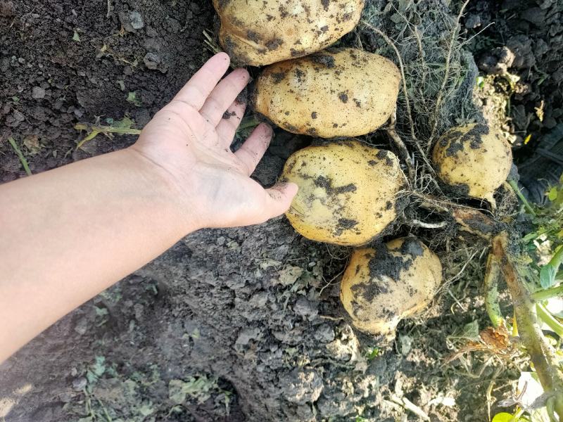 兴佳二号，皮毛好，个头大型好，地头出货了