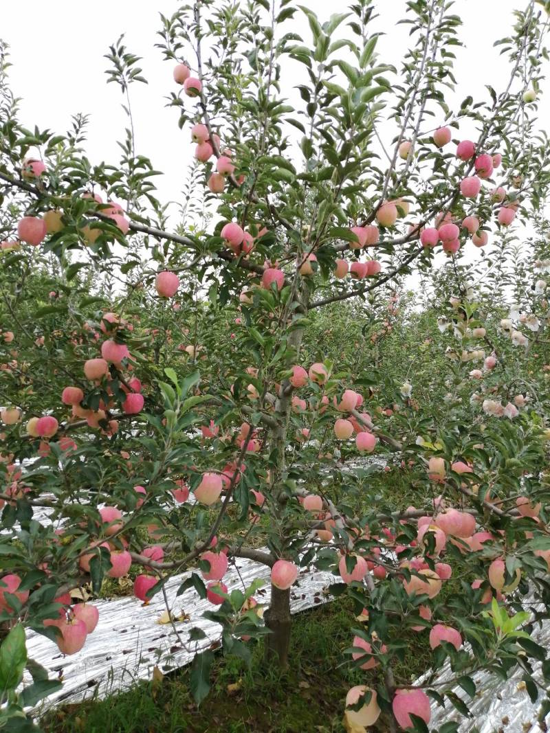 来自海拔800米以上的高山中秋王苹果上市啦！