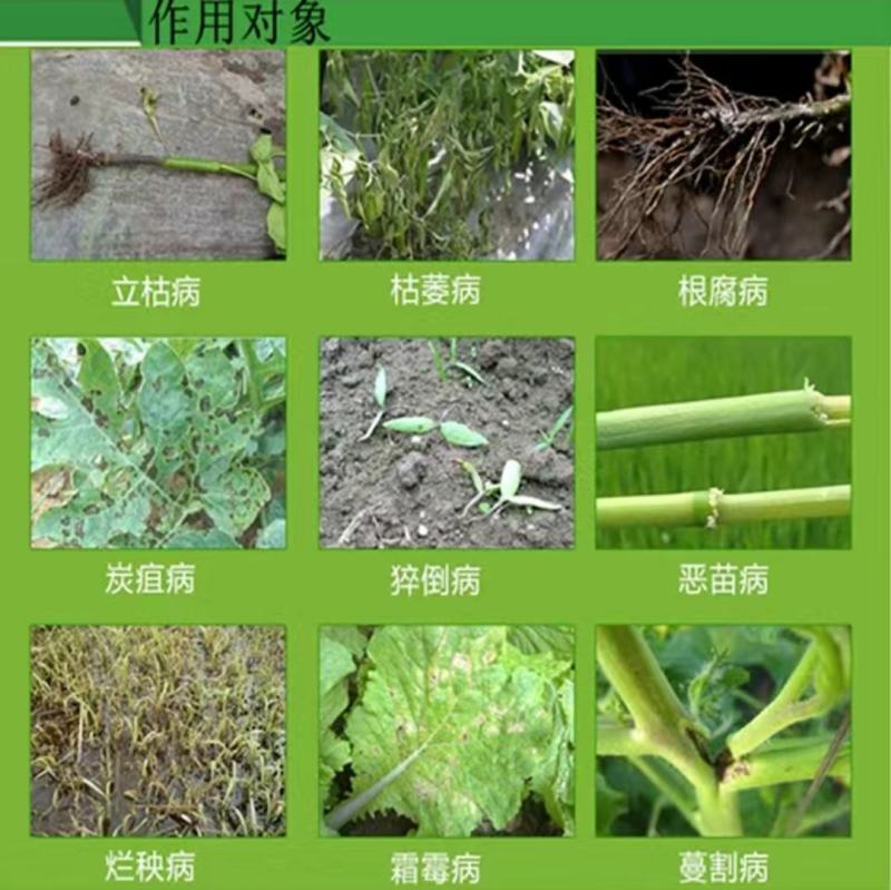 30甲霜噁霉灵叶枯立枯猝倒病枯萎病蔬恶霉灵黄瓜番茄死苗烂