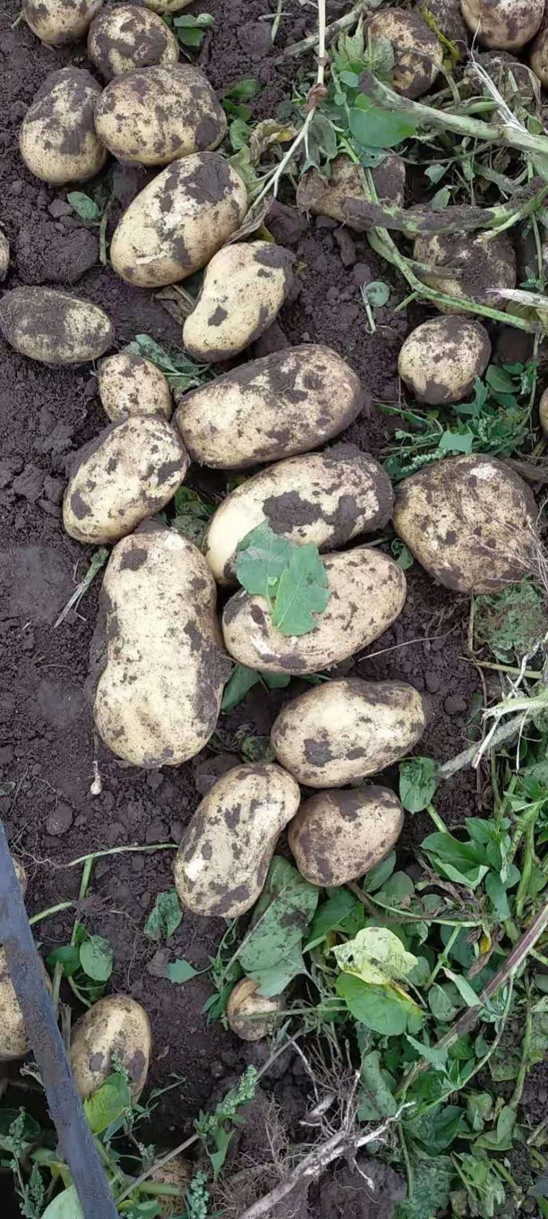 新土豆上市
