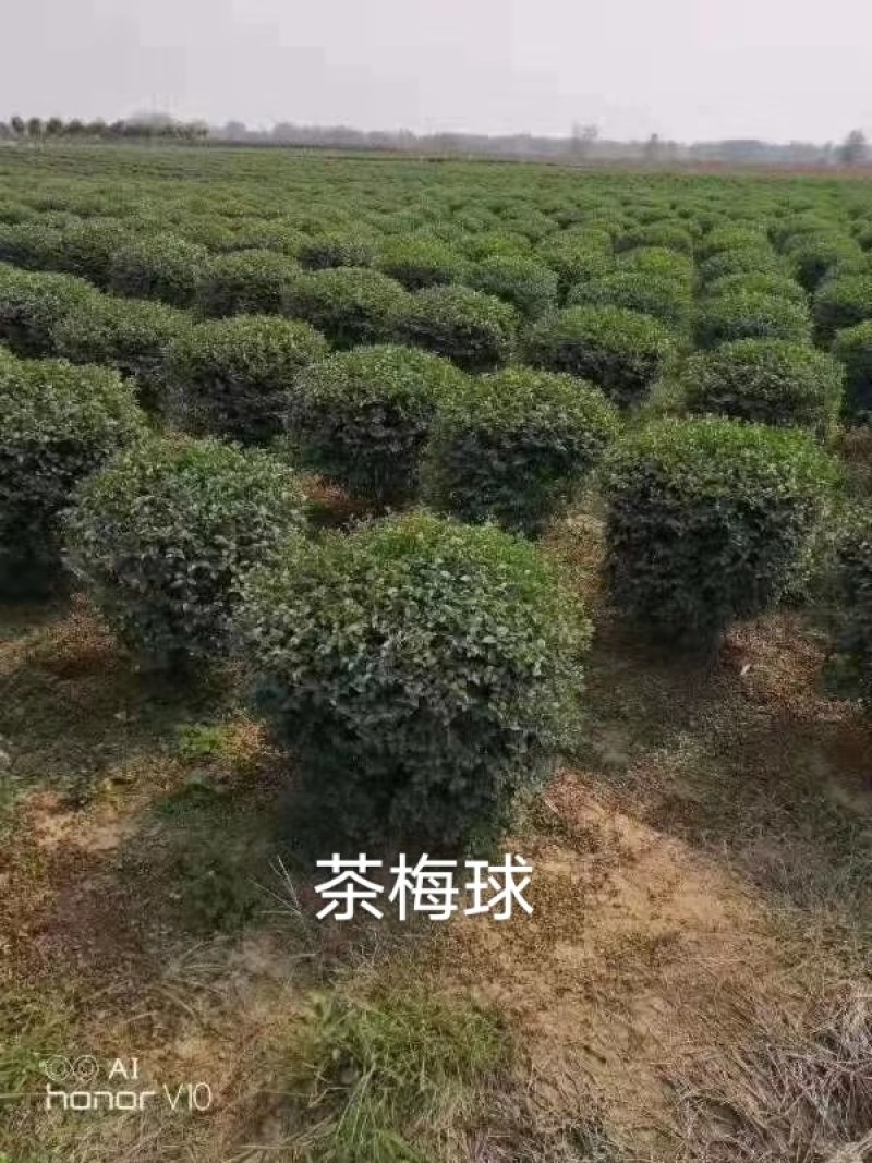 茶梅球，各种冠幅球大量供应，质量好，成活率高，欢迎订购