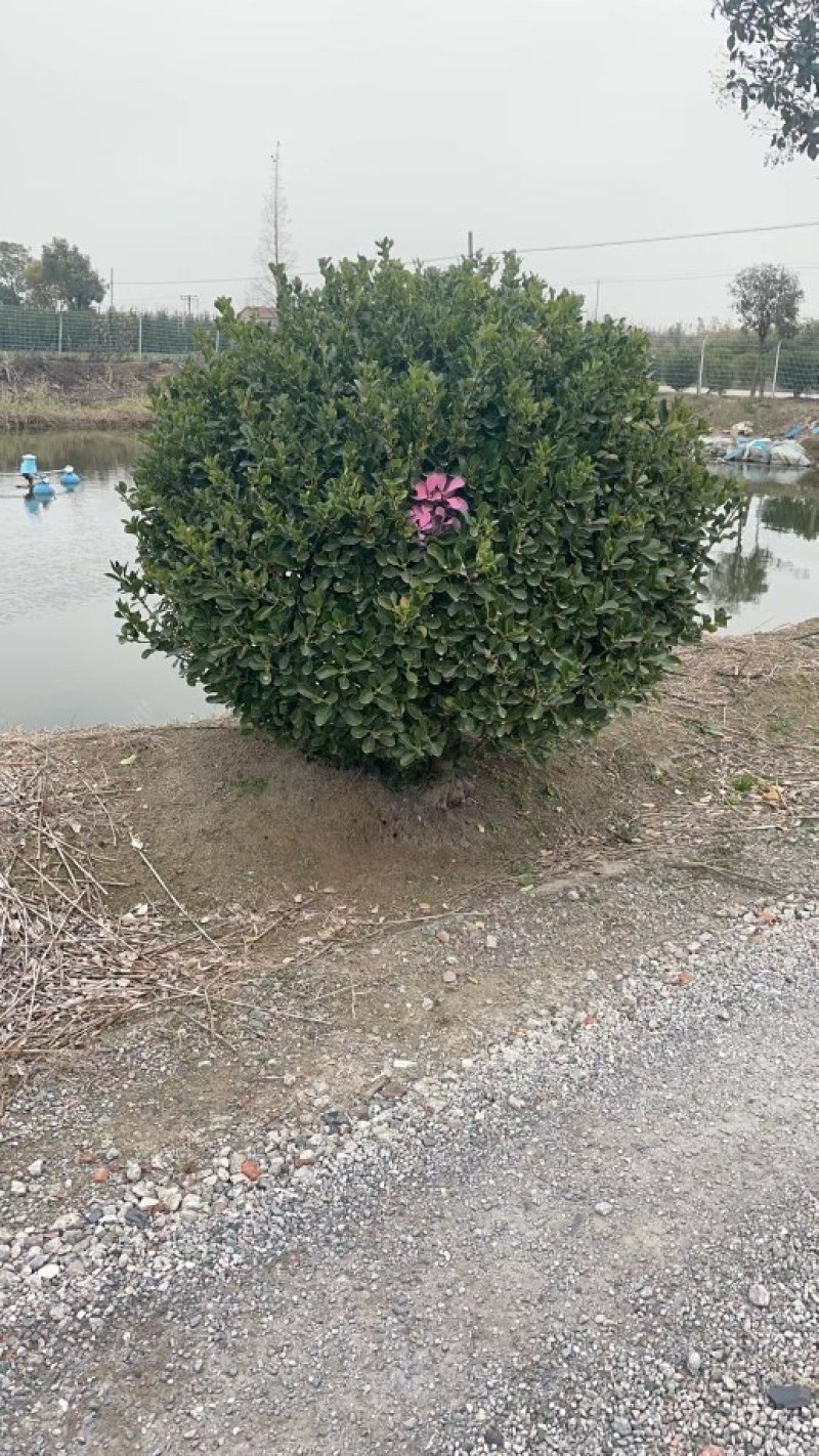 茶梅球，各种冠幅球大量供应，质量好，成活率高，欢迎订购
