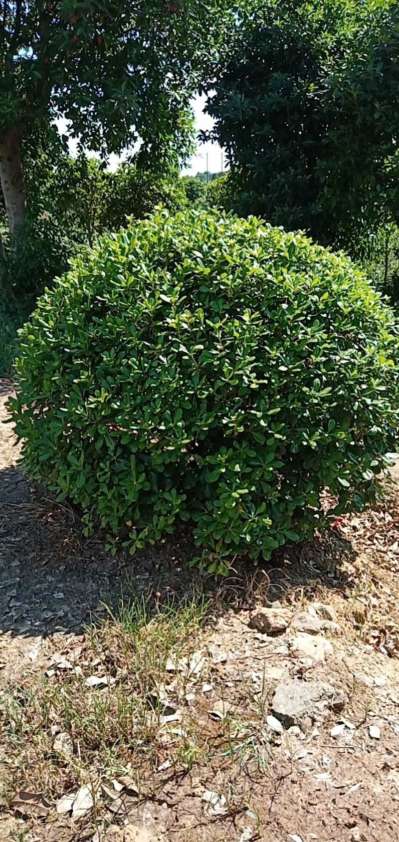 茶梅球，各种冠幅球大量供应，质量好，成活率高，欢迎订购