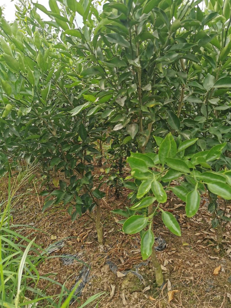 四川眉山出售2公分无核沃柑苗，耙耙柑苗，支持线上交易！