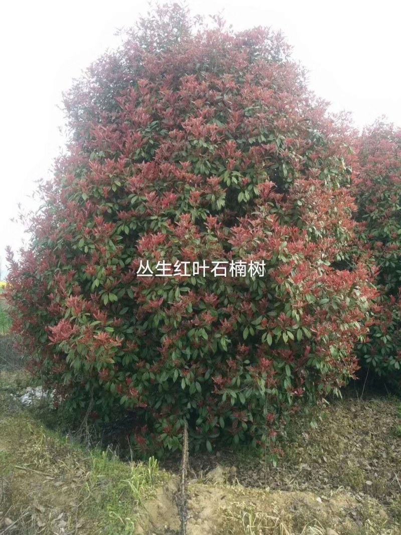 丛生红叶石楠树，大量供应2一4米冠幅，欢迎采购