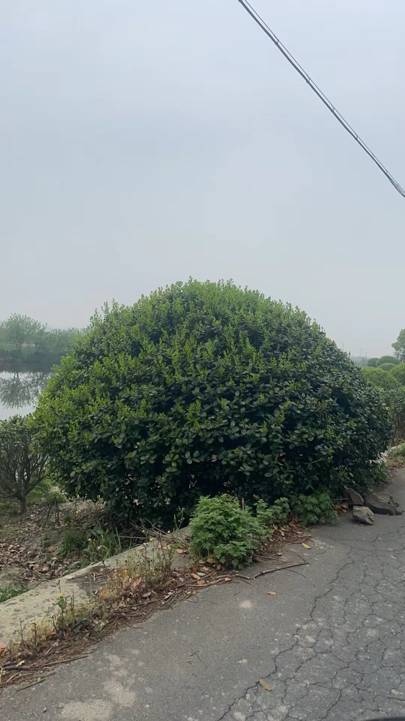 丛生红叶石楠树，大量供应2一4米冠幅，欢迎采购