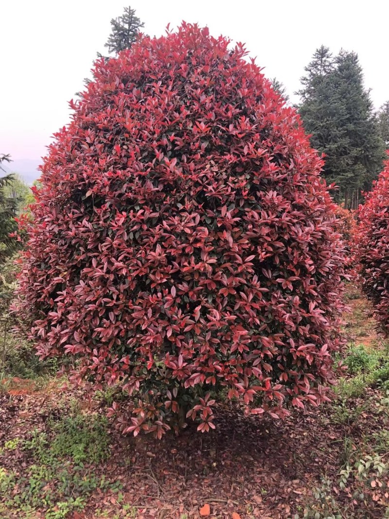 丛生红叶石楠树，大量供应2一4米冠幅，欢迎采购