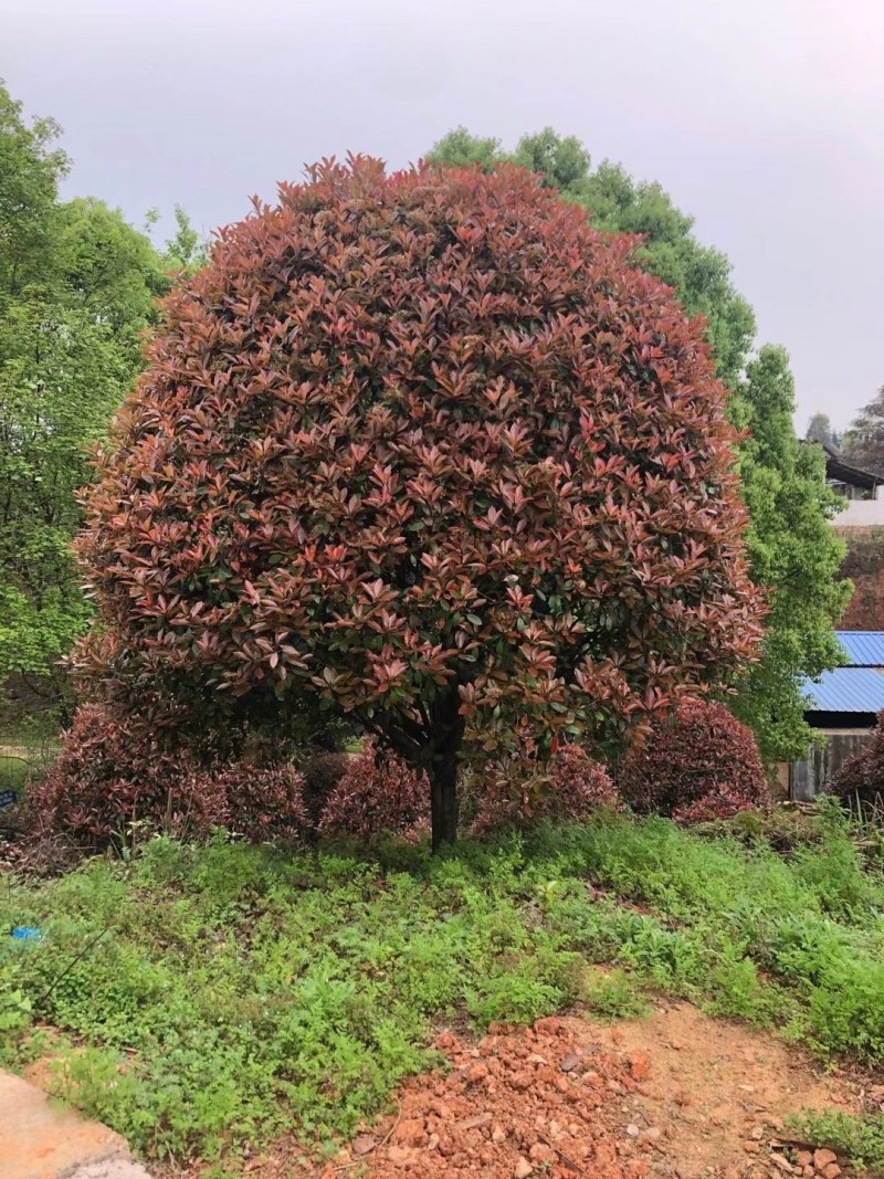 丛生红叶石楠树，大量供应2一4米冠幅，欢迎采购