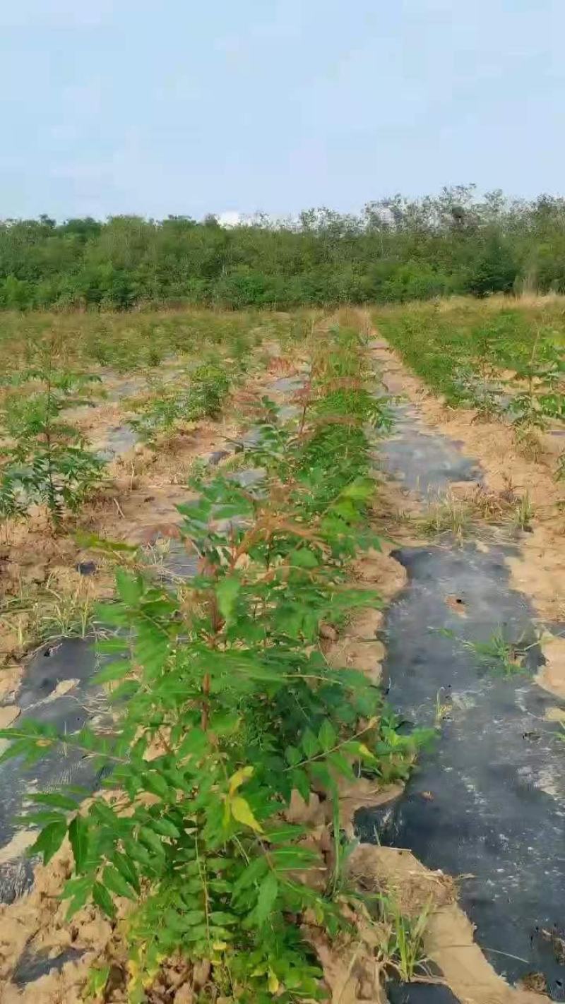 供应裸根黄连木树苗营养杯黄连木树苗价格北方小紫檀黄连木