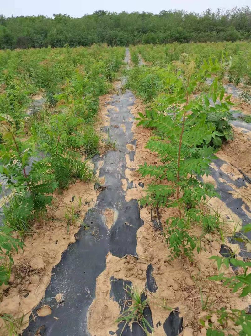 供应裸根黄连木树苗营养杯黄连木树苗价格北方小紫檀黄连木