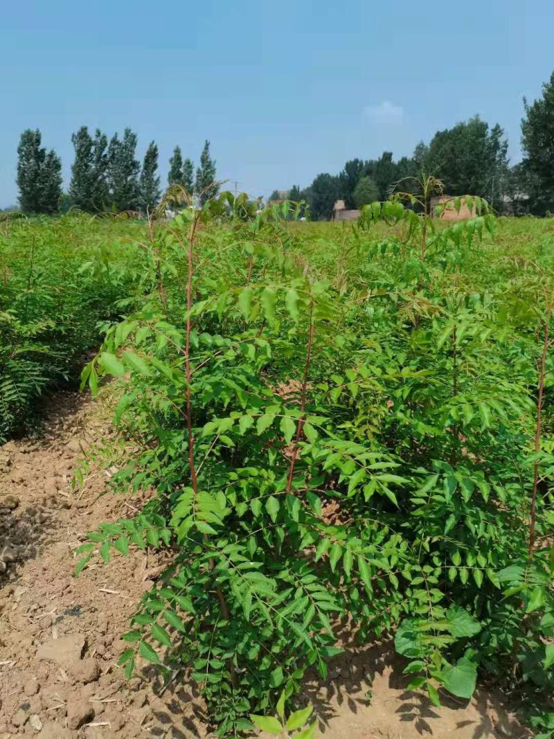 供应裸根黄连木树苗营养杯黄连木树苗价格北方小紫檀黄连木