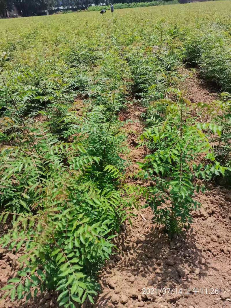 供应裸根黄连木树苗营养杯黄连木树苗价格北方小紫檀黄连木