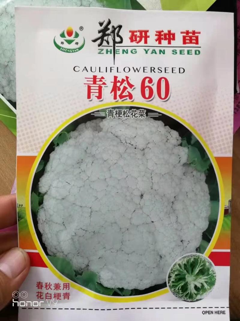 郑研青松60青梗松花菜种子，有机松花种子梗青，2000粒
