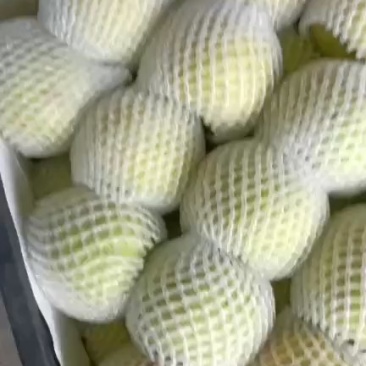 砀山梨大量上市有卖的客户抓紧时间联系自持代发保证质量