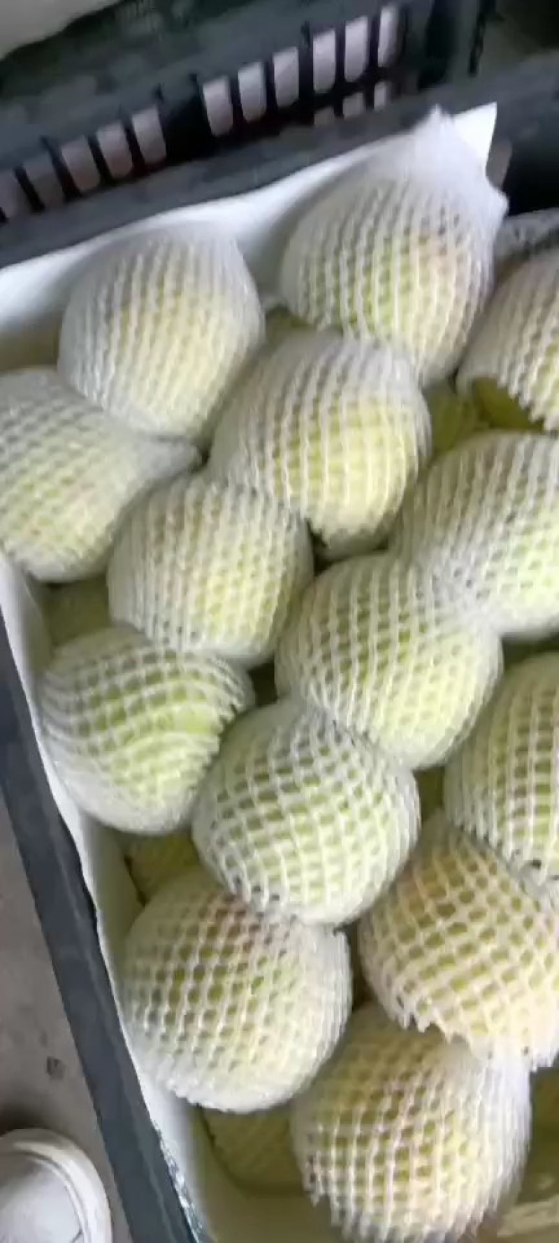 砀山梨大量上市有卖的客户抓紧时间联系自持代发保证质量