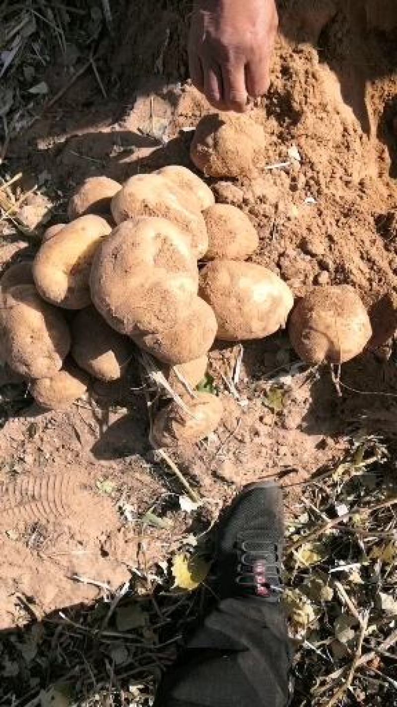 内蒙古沙地土豆V7，709，226，希森，大丰价格低可l