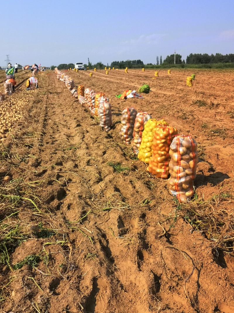 内蒙古沙地土豆V7，709，226，希森，大丰价格低可l
